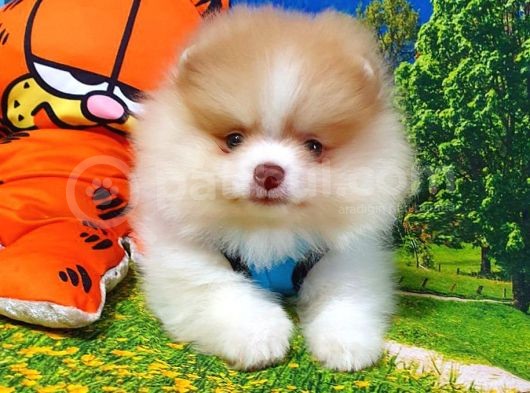 Orjinal Pomeranian Boo Yavrularımız görsel