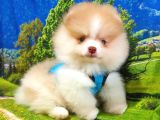 Orjinal Pomeranian Boo Yavrularımız