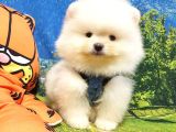 Teddy Face Pomeranian Boo Yavrularımız