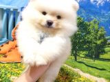 Teddy Face Pomeranian Boo Yavrularımız