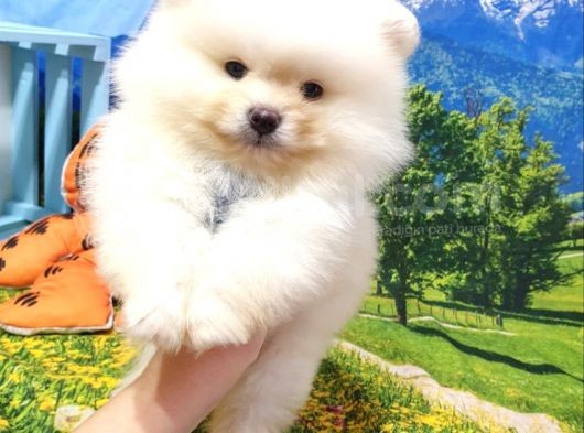 Teddy Face Pomeranian Boo Yavrularımız görsel