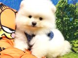 Teddy Face Pomeranian Boo Yavrularımız