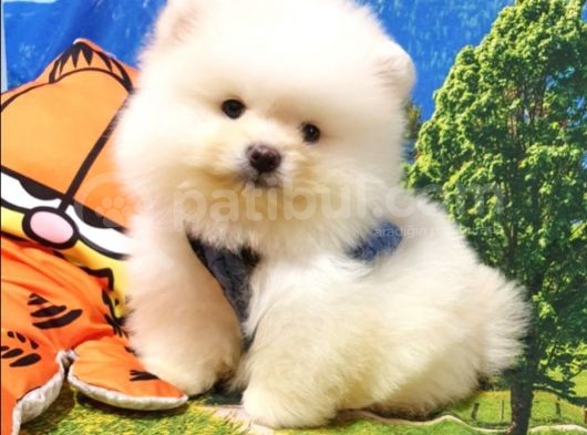 Teddy Face Pomeranian Boo Yavrularımız görsel
