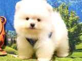 Teddy Face Pomeranian Boo Yavrularımız
