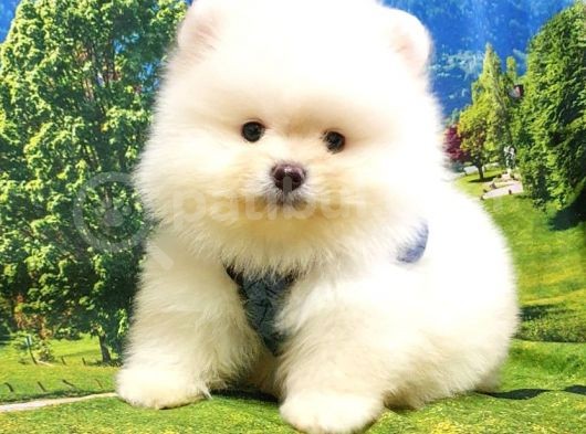 Teddy Face Pomeranian Boo Yavrularımız görsel