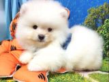 Teddy Face Pomeranian Boo Yavrularımız