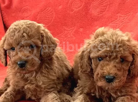 Toy Poodle Yavrularimiz görsel