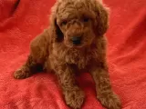 Toy Poodle Yavrularimiz