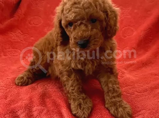 Toy Poodle Yavrularimiz görsel