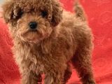 Toy Poodle Yavrularimiz
