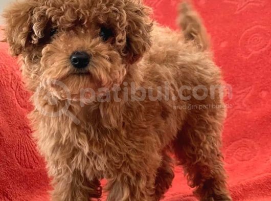 Toy Poodle Yavrularimiz görsel