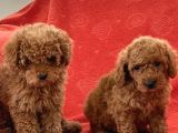 Toy Poodle Yavrularimiz