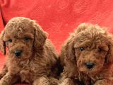 Toy Poodle Yavrularimiz