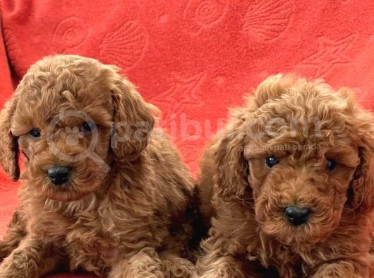 Toy Poodle Yavrularimiz