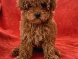 Toy Poodle Yavrularimiz
