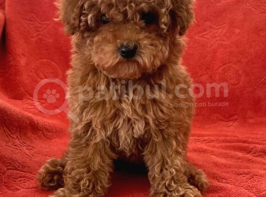 Toy Poodle Yavrularimiz görsel