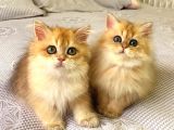 British Longhair Ny11 Golden Şecereli̇ Zümrüt Gözlü