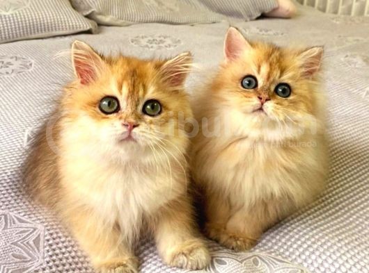 British Longhair Ny11 Golden Şecereli̇ Zümrüt Gözlü