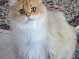British Longhair Ny11 Golden Şecereli̇ Zümrüt Gözlü