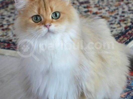 British Longhair Ny11 Golden Şecereli̇ Zümrüt Gözlü görsel