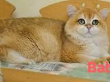 British Longhair Ny11 Golden Şecereli̇ Zümrüt Gözlü