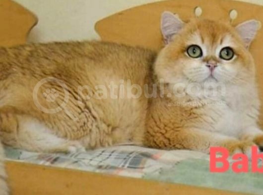 British Longhair Ny11 Golden Şecereli̇ Zümrüt Gözlü görsel