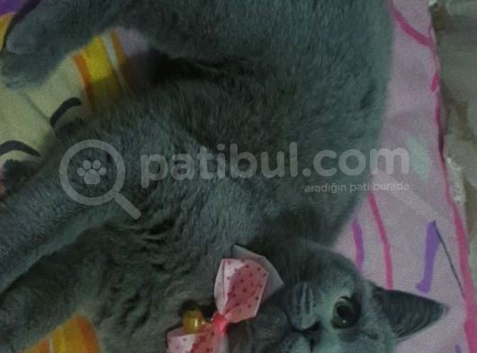 Show Kali̇te Yeşi̇l Gözlü Pofuduk Bri̇ti̇sh