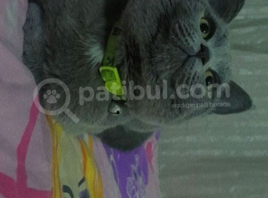 Show Kali̇te Yeşi̇l Gözlü Pofuduk Bri̇ti̇sh görsel