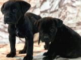 Cane Corso Di̇şi̇ Erkek Bebekler Mevcut
