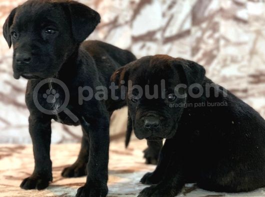 Cane Corso Di̇şi̇ Erkek Bebekler Mevcut görsel