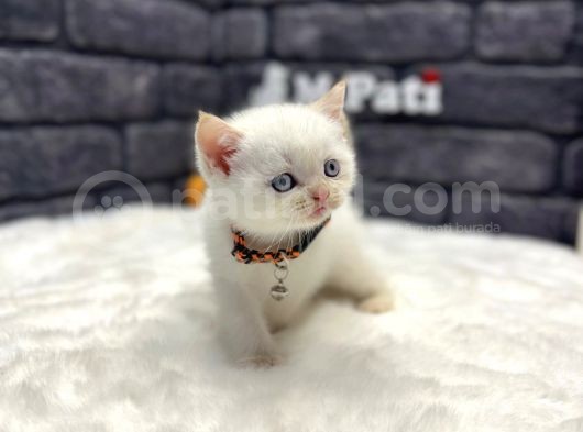Baby Face Bri̇ti̇sh Shorthai̇r +++ Plus