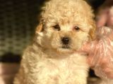 Bebek Surat Toy Poodle Yavrular