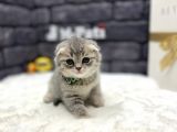 Baby Face Scotti̇sh Fold Show Class