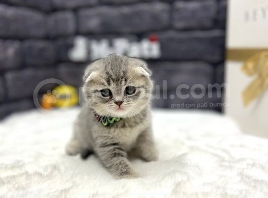 Baby Face Scotti̇sh Fold Show Class