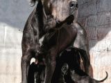 Cane Corso Di̇şi̇ Erkek Bebekler Mevcut