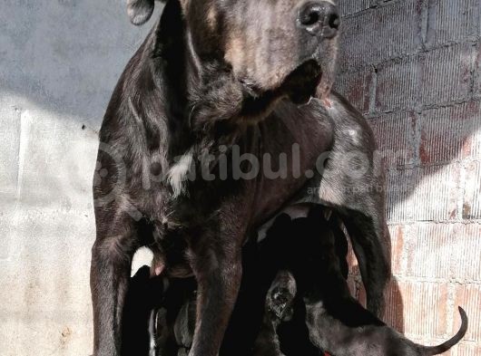 Cane Corso Di̇şi̇ Erkek Bebekler Mevcut görsel