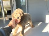 Standart Boy Dişi Labradoodle Yavrumuz