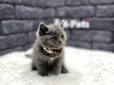 Muhteşem Kül Rengi̇ Bri̇ti̇sh Shorthai̇r
