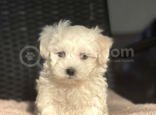 Show Kalite Maltese Terier Bebekler görsel