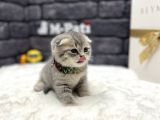 Baby Face Scotti̇sh Fold Show Class