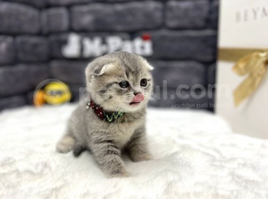 Baby Face Scotti̇sh Fold Show Class görsel