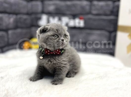 Teddy Bear Face Scotti̇sh Fold görsel
