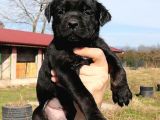 Cane Corso Di̇şi̇ Erkek Bebekler Mevcut