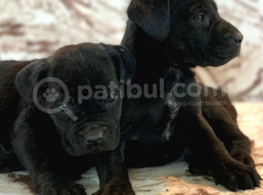 Cane Corso Di̇şi̇ Erkek Bebekler Mevcut görsel