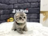Baby Face Scotti̇sh Fold Show Class