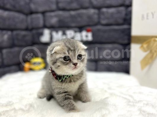 Baby Face Scotti̇sh Fold Show Class görsel