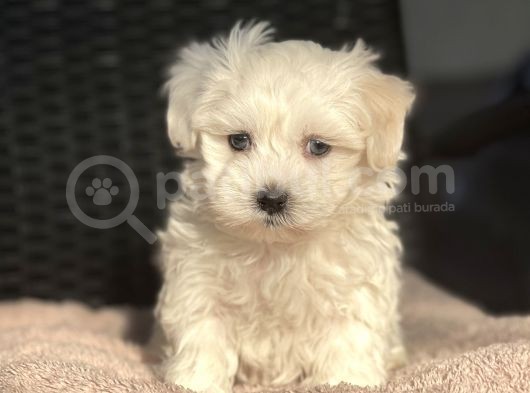 Show Kalite Maltese Terier Bebekler