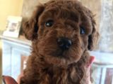 Toy Poodle Safkan Redbrown