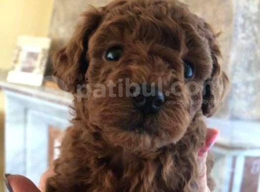 Toy Poodle Safkan Redbrown