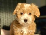 Show Kalite Maltipoo Yavrular